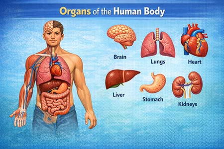 Organs of the Human Body